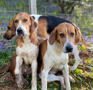 10 Fun Facts About English Foxhounds - ilovedogscute.com