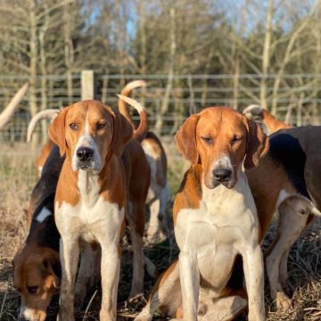 10 Fun Facts About English Foxhounds - ilovedogscute.com