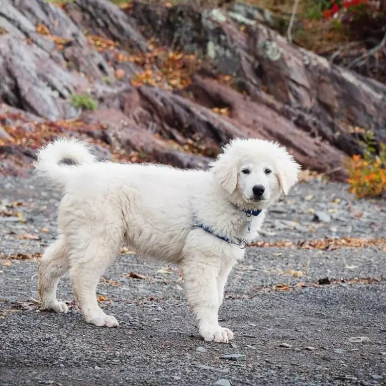 Healthy Weight Gain for Puppies A Guide for Dog Owners