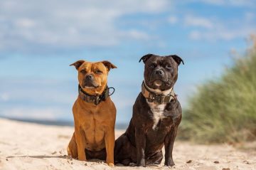 How to Calculate Dog Years to Human Years: Unraveling the Canine Aging