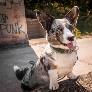 How to Calculate Dog Years to Human Years: Unraveling the Canine Aging