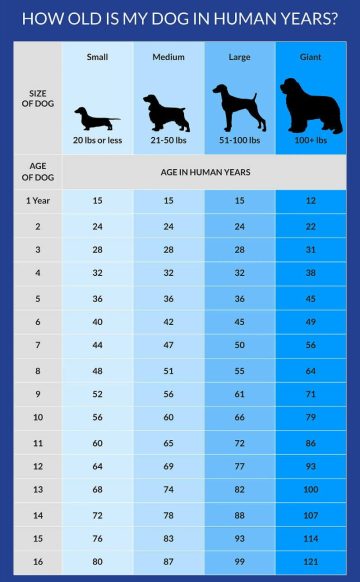 How to Calculate Dog Years to Human Years: Unraveling the Canine Aging ...