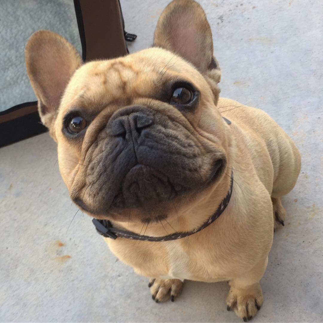 How to Stop Dog Farts Tips for a Fresher Home