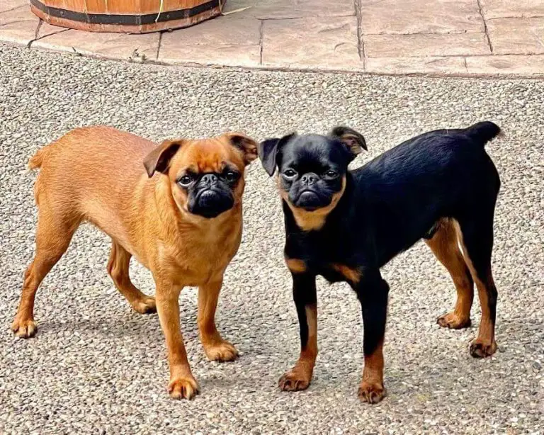 How to Stop Dog Farts Tips for a Fresher Home