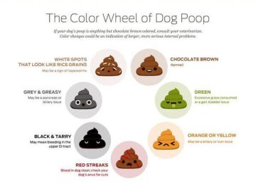 How to Tell If Your Dog's Poop Is Healthy: A Comprehensive Guide ...