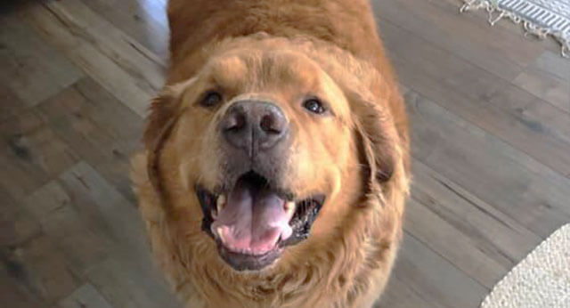 Obesity in Dogs: A Major Health Threat Hiding in Plain Sight ...