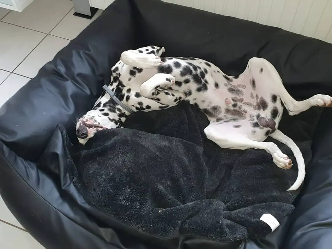 15 Funny Pictures Of Sleeping Dalmatians - ilovedogscute.com