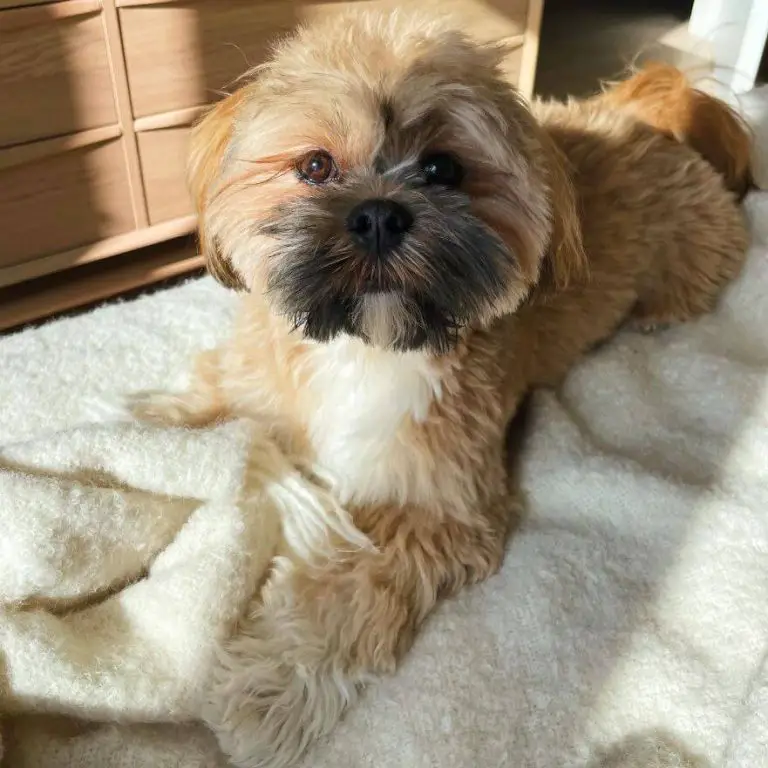 Why Does My Dog Cough? Common Causes and Solutions