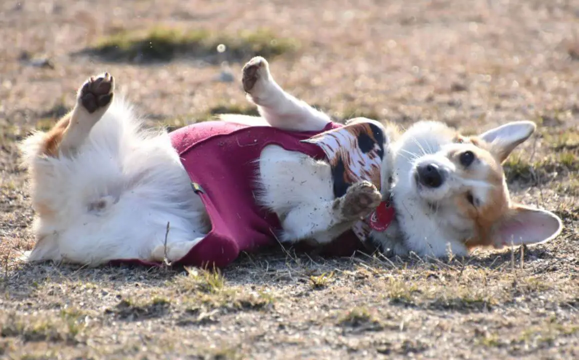 Why Does My Dog Roll Around in Dead Things?