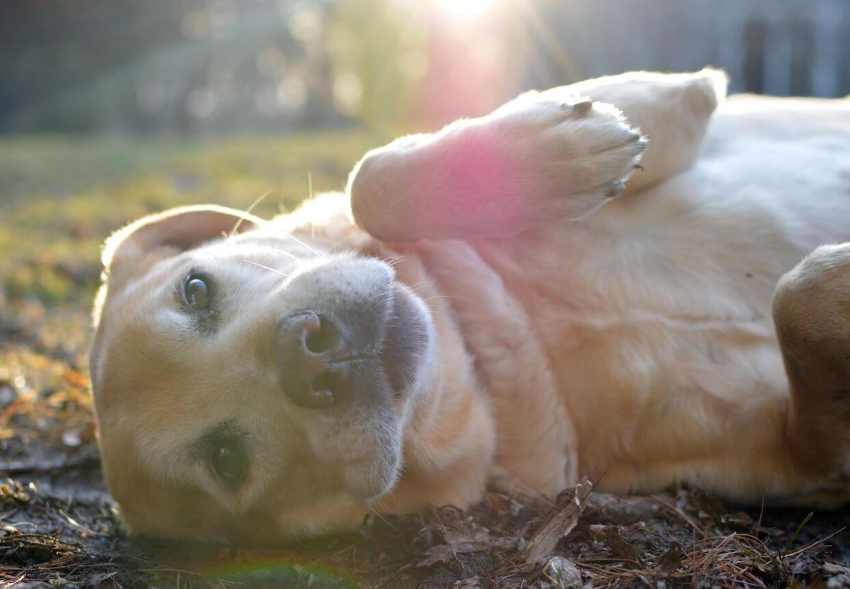 Why Does My Dog Roll Around in Dead Things?