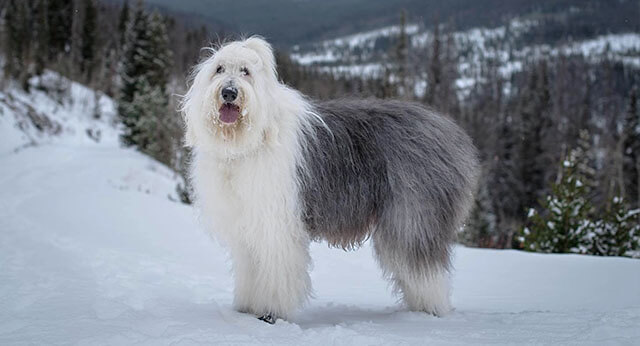 Anaplasmosis in Dogs: Uncovering Another Tick-Borne Threat ...