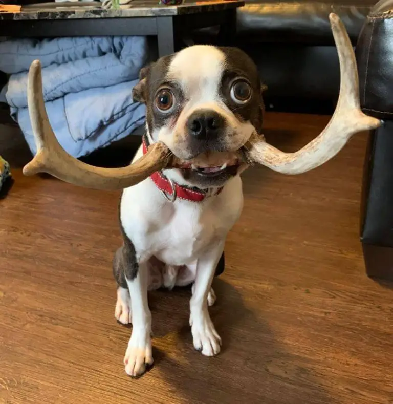 Are Antlers for Dogs Safe? Understanding the Risks and Benefits