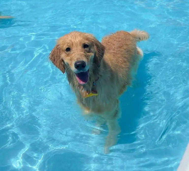 Can Dogs Swim in Chlorine Pools? Safety and Precautions