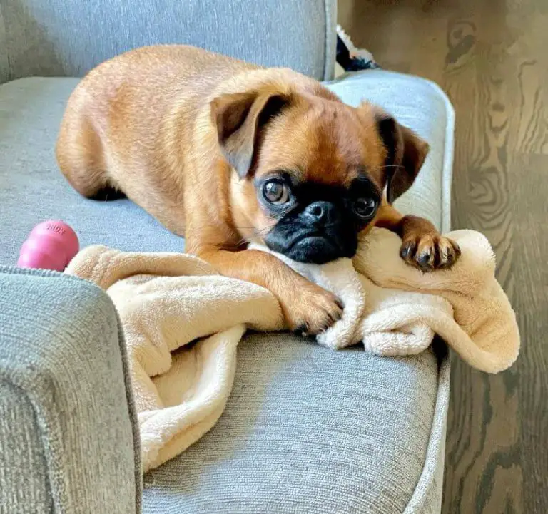 Dog Vomiting Causes, Diagnosis, and Treatment