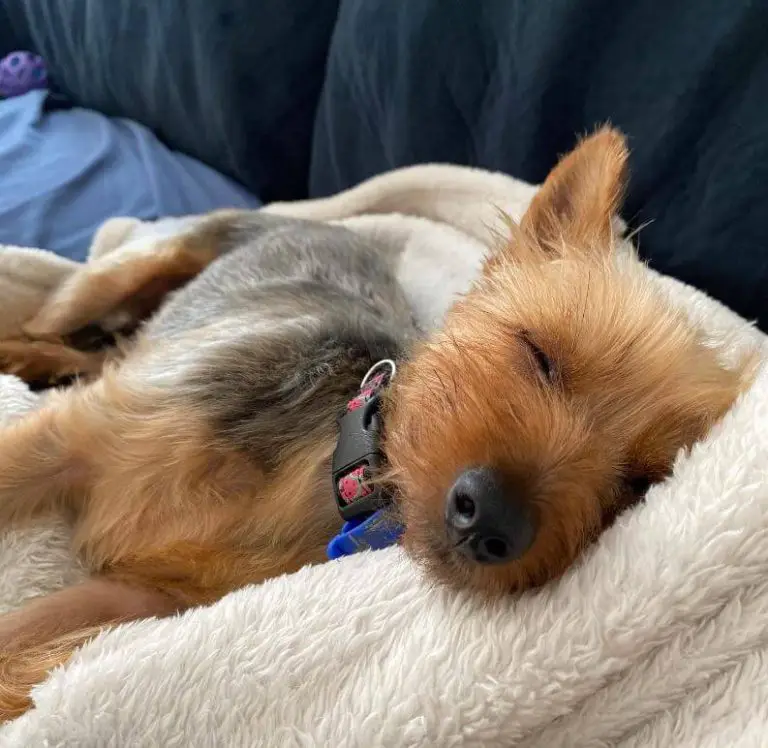 How to Make a Dog Throw Up Safely