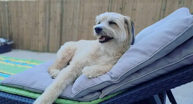 How To Make A Dog Throw Up Safely Ilovedogscute How To Make A Dog Throw Up Safely Ilovedogscute