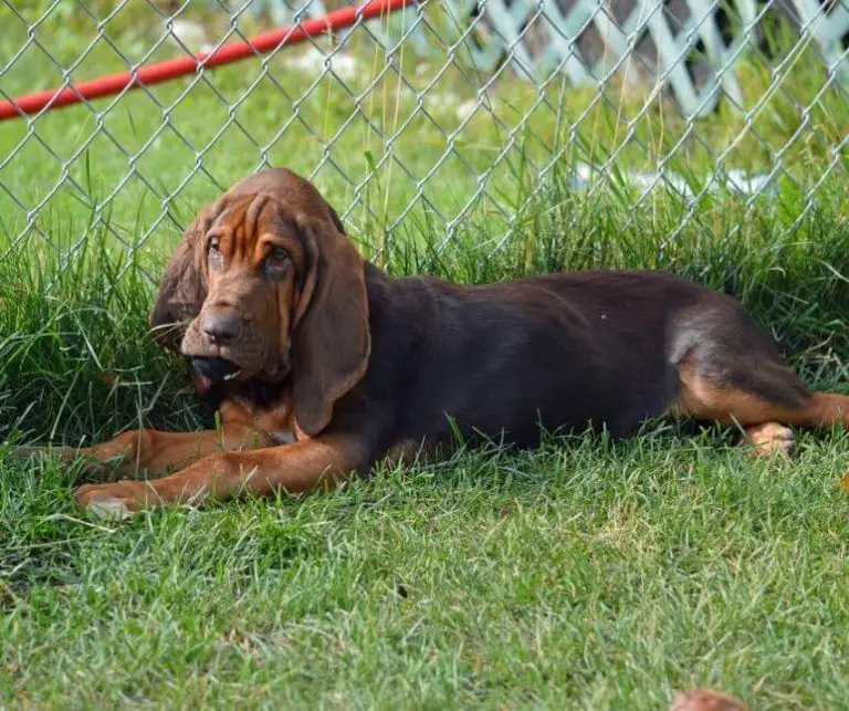 Irritable Bowel Syndrome In Dogs Causes photo