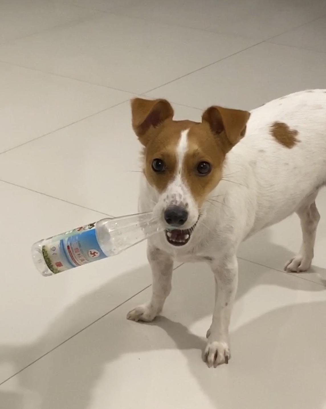 Curated visual reference: Fresh Look at Is It Safe For Dogs To Play With Plastic Water