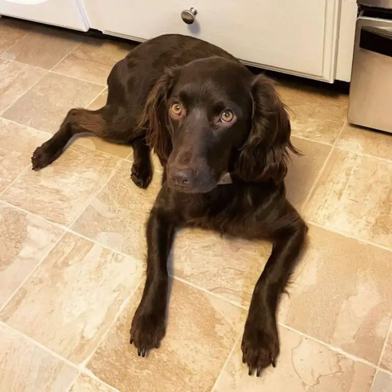 Kennel Cough in Dogs Causes, Symptoms, & Treatment