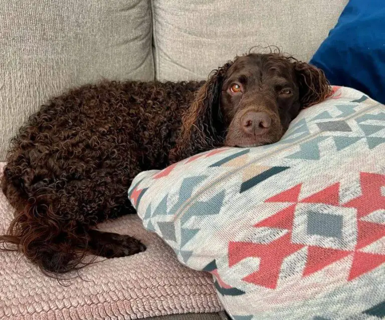 Paralysis in Dogs Causes, Symptoms, and Treatment Options