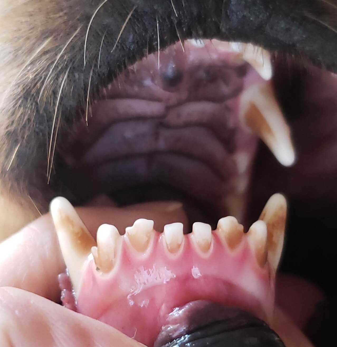 how-to-treat-dog-periodontal-disease-at-home-pet-care-nest