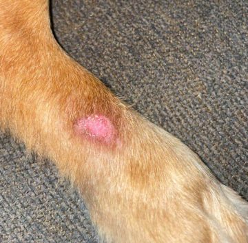 Best Shampoo for Itchy & Sensitive Dogs: What to Look For