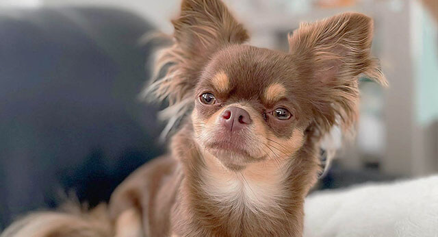 Spaying And Neutering Your Puppy Or Adult Dog Questions And Answers Spaying And Neutering Your Puppy Or Adult Dog Questions And Answers