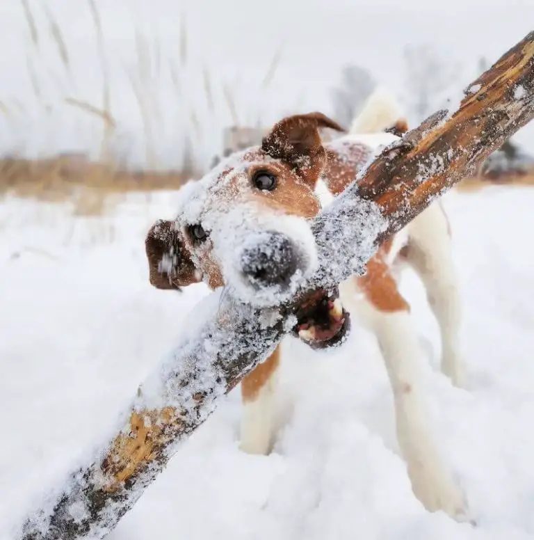 Sticks and Stones Can They Hurt Dogs? Understanding the Risks