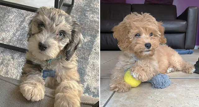 15 Crossbreed Dogs With Rare Unique Beauty That Will Melt Your Heart ...