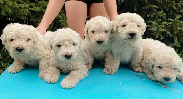 15 Photos Of Komondor Puppies That Make Everyone's Heart Melt ...