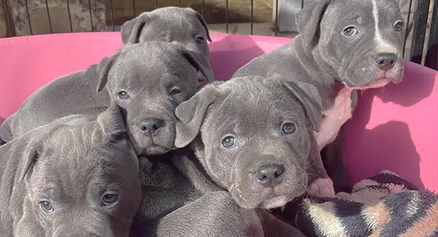 15 Photos Of Staffordshire Bull Terrier Puppies That Make Everyone's ...