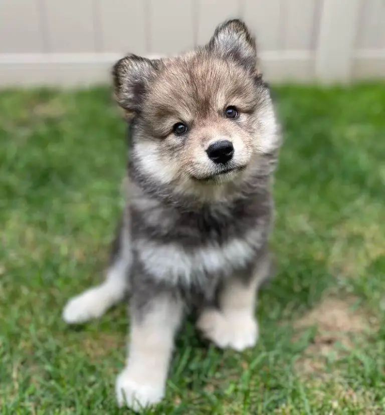 Photo inspiration: 15 Photos Of Finnish Lapphund Puppies With Pure Beauty Photo Inspiration