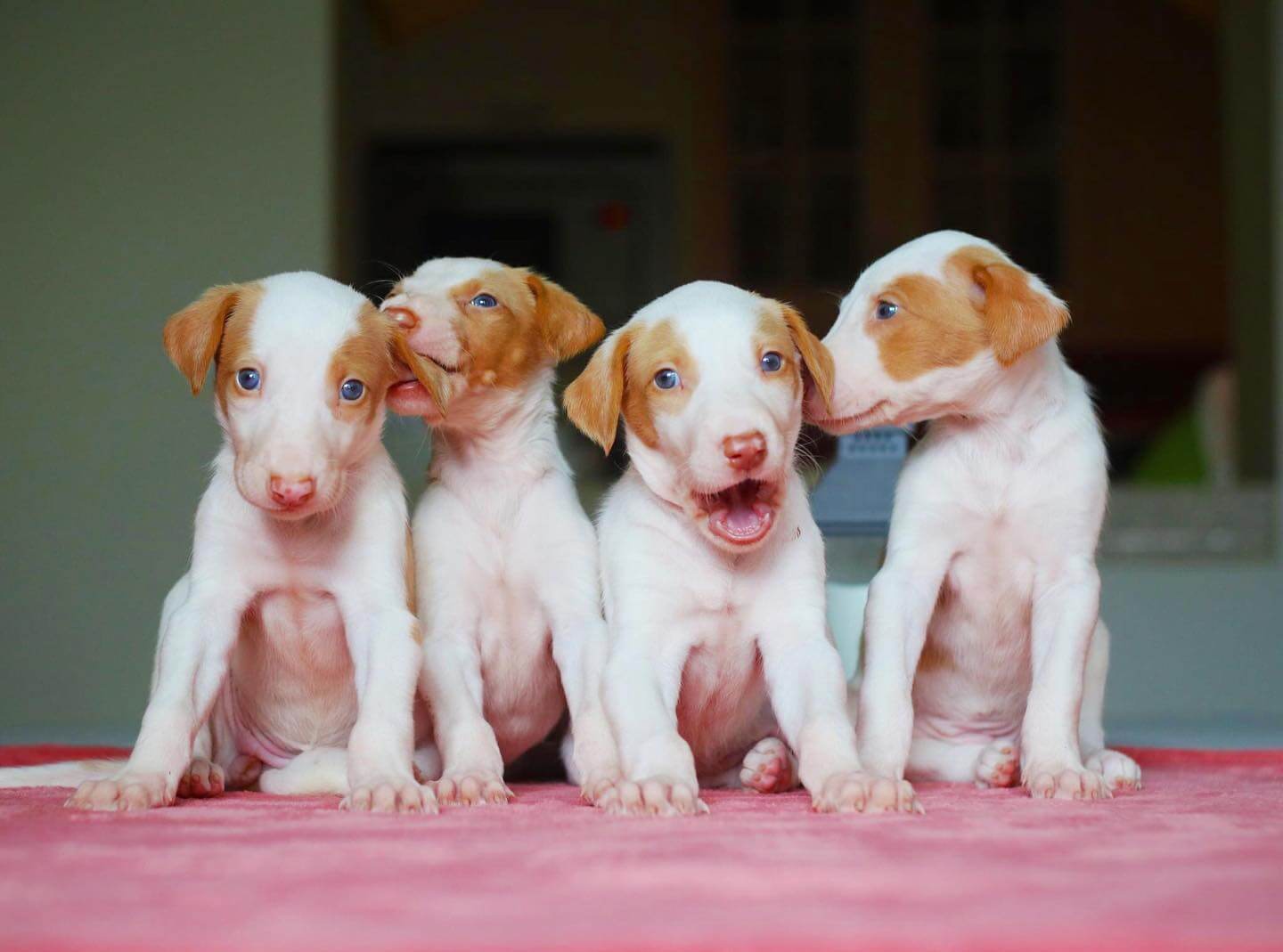 15 Photos Of Hound Puppies With Pure Beauty