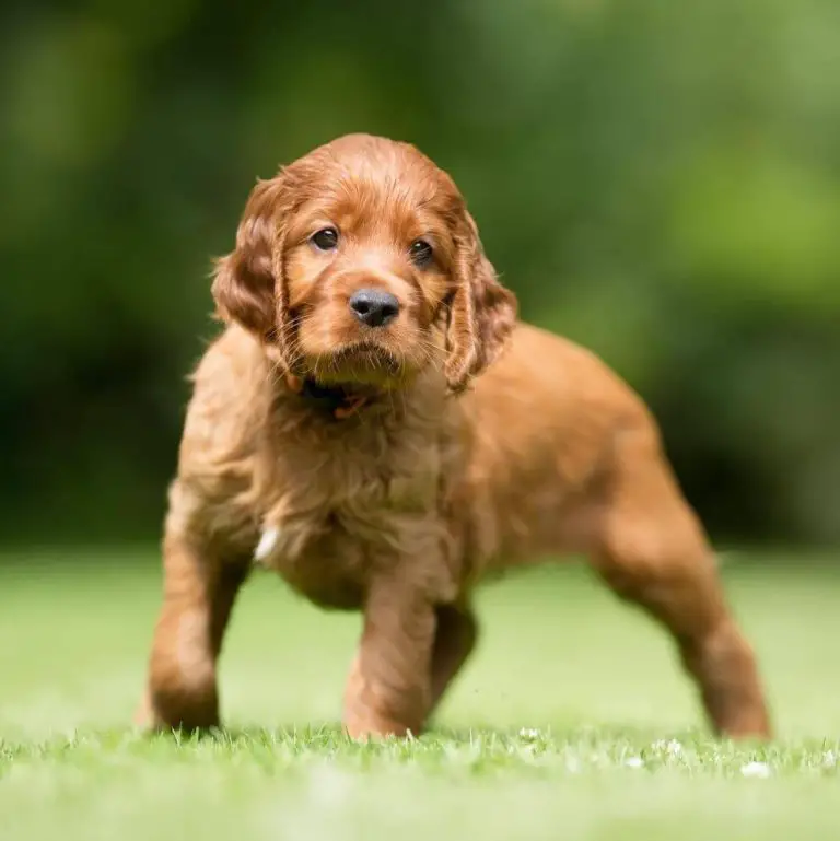 15 Photos Of Irish Setter Puppies That Make Everyone's Heart Melt ...