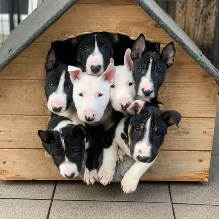 15 Photos Of Miniature Bull Terrier Puppies With Pure Beauty 15-photos-of-miniature-bull-terrier-puppies-with-pure-beauty