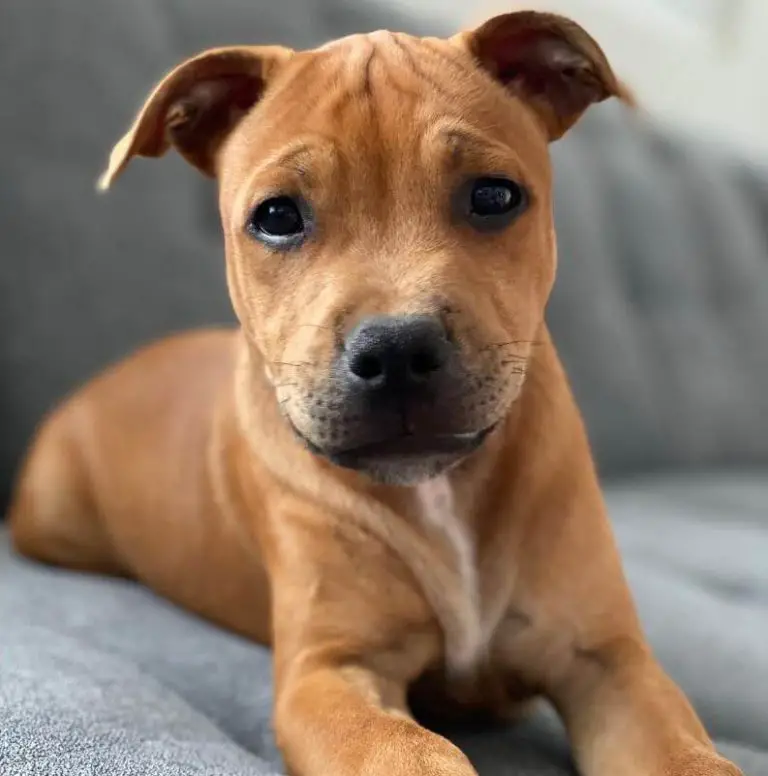 15 Photos Of Staffordshire Bull Terrier Puppies That Make Everyone's