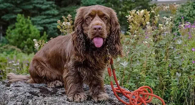 View of Understanding Hookworms in Dogs: Causes, Symptoms, Treatment, and ...