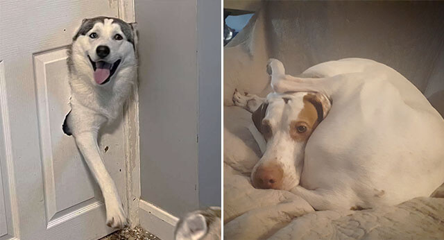 15 Pictures Of Goofy Dogs With Funny Actions - ilovedogscute.com