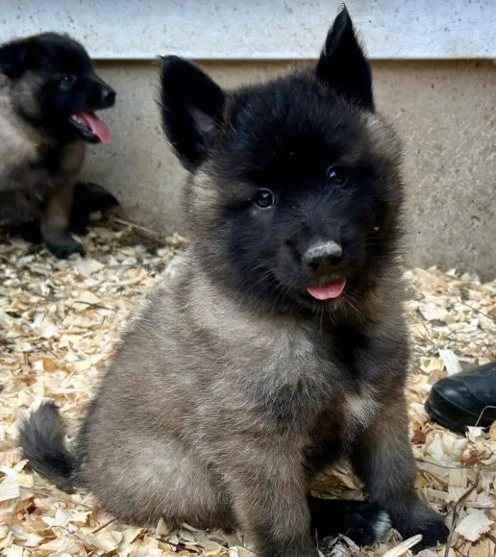 15 Photos Of Belgian Tervuren Puppies With Pure Beauty Ilovedogscute