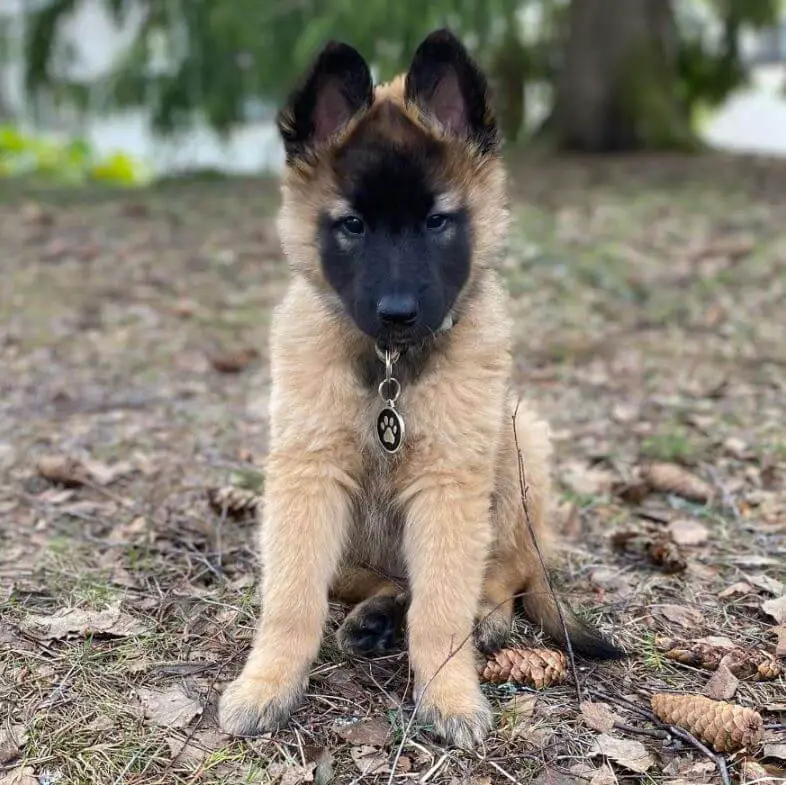 15 Photos Of Belgian Tervuren Puppies With Pure Beauty Ilovedogscute