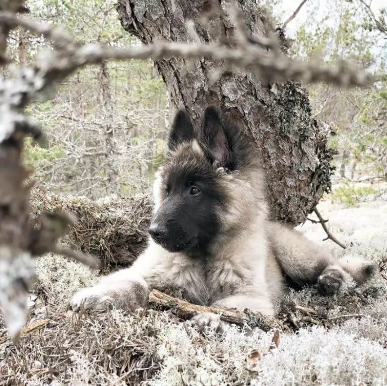 15 Photos Of Belgian Tervuren Puppies With Pure Beauty Ilovedogscute 15-photos-of-belgian-tervuren-puppies-with-pure-beauty-ilovedogscute