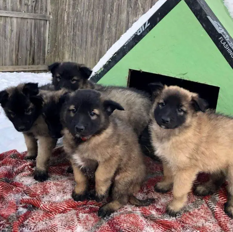 15 Photos Of Belgian Tervuren Puppies With Pure Beauty Ilovedogscute