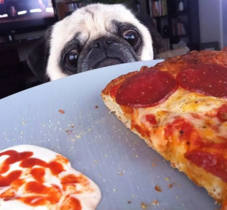 15 Funny Pictures Of Dogs Begging For Food - ilovedogscute.com