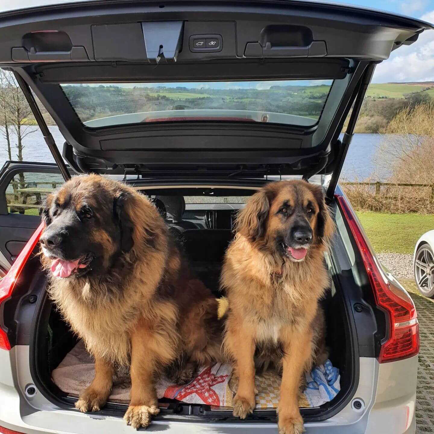 Leonbergers Are Gentle Giant Dogs 💖💘🐶 - Dog Videos
