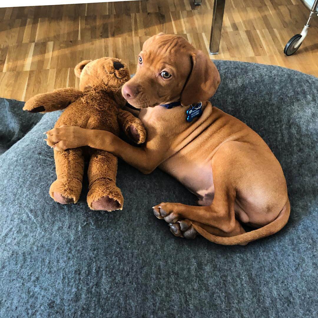 This Is Why I Love Vizslas 🐶💖💘 Dog Videos