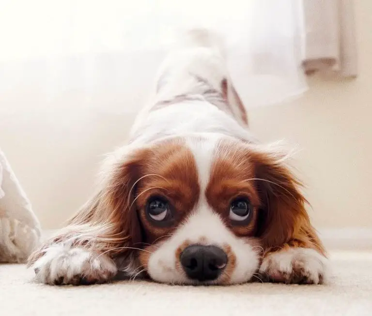 Discover the Scents That Dogs Hate to Poop On and How to Use Them for