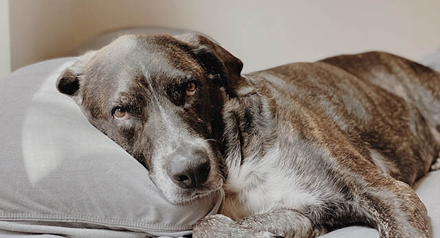Image showcasing Do Dogs Like Pillows For Their Head? - ilovedogscute.com