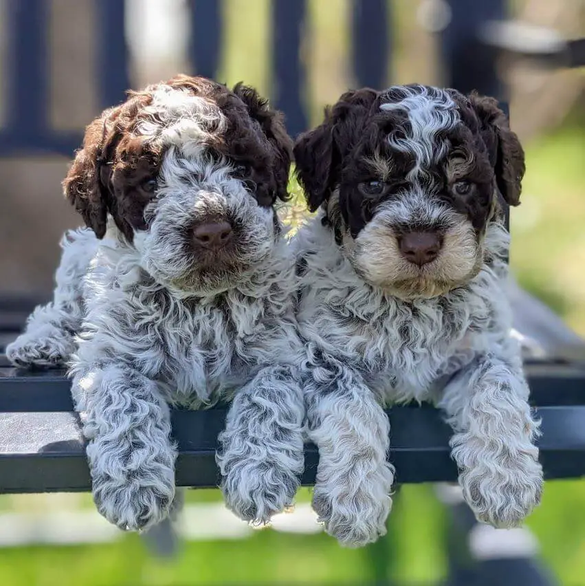 15 Photos Of Lagotto Romagnolo Puppies That Make Everyone Fall In Love