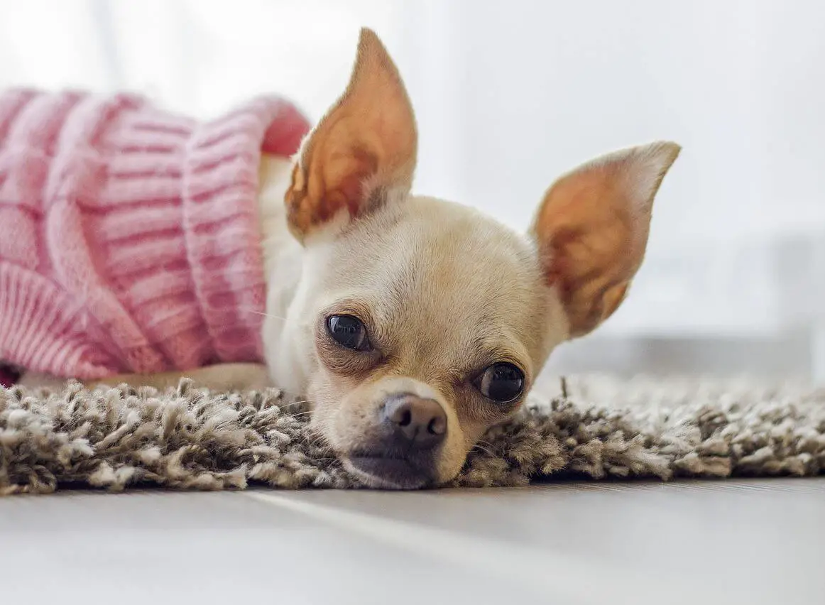 Should Dogs Sleep With Clothes On?