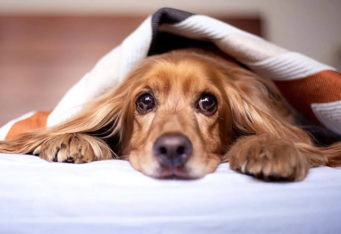 Should I Put A Blanket Over My Dog At Night?